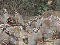 批發閩南優質鷓鴣 泉州、廈門、漳州、福州、莆田，直供世界工廠網